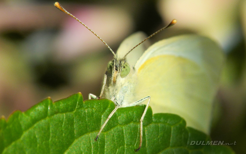 Small White (Pieris rapae)